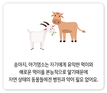 송아지, 아기염소는 자기에게 유익한 먹이와 해로운 먹이를 본능적으로 알기 때문에 자연 상태의 동물들에겐 병원과 약이 필요 없어요.