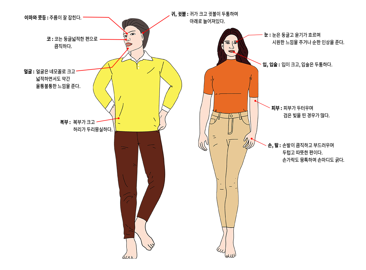 이마와 콧등 : 주름이 잘 잡힌다. 귀, 귓볼 : 귀가 크고 귓볼이 두툼하며 아래로 늘어져있다. 코 : 코는 둥글넓적한 편으로 큼직하다. 얼굴 : 얼굴은 네모꼴로 크고 넓적하면서도 약간 울퉁불퉁한 느낌을 준다. 복부 : 복부가 크고 허리가 두리뭉실하다. 눈 : 눈은 둥글고 윤기가 흐르며 시원한 느낌을 주거나 순한 인상을 준다. 입, 입술 : 입이 크고, 입술은 두툼하다. 피부 : 피부가 두터우며 검은 빛을 띤 경우가 많다. 손, 발 : 손발이 큼직하고 부드러우며 두텁고 따뜻한 편이다. 손가락도 뭉툭하며 손마디도 굵다.