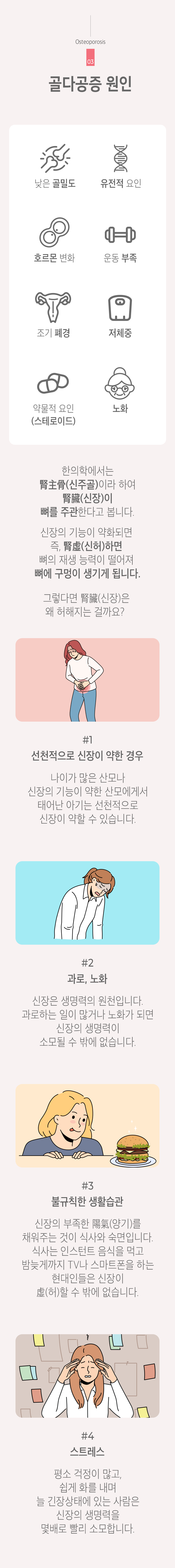 03 골다공증 원인 ▷ 낮은 골밀도, 유전적 요인, 호르몬 변화, 운동 부족, 조기 폐경, 저체중, 약물적 요인(스테로이드), 노화. 한의학에서는 腎主骨(신주골)이라 하여 腎臟(신장)이 뼈를 주관한다고 봅니다. 신장의 기능이 약화되면 즉, 腎虛(신허)하면 뼈의 재생 능력이 떨어져 뼈에 구멍이 생기게 됩니다. 그렇다면 腎臟(씬장)은 왜 허해지는 걸까요? #1 선천적으로 신장이 약한 경우 - 나이가 많은 산모나 신장의 기능이 약한 산모에게서 태어난 아기는 선천적으로 신장이 약할 수 있습니다. #2 과로, 노화 - 신장의 생명력은 원천입니다. 과로하는 일이 많거나 노화가 되면 신장의 생명력이 소모될 수 밖에 없습니다. #3 불규칙한 생활습관 - 신장의 부족한 陽氣(양기)를 채워주는 것이 식사와 숙면입니다. 식사는 인스턴트 음식을 먹고 밤늦게까지 TV나 스마트폰을 하는 현대인들은 신장이 虛(허)할 수 밖에 없습니다. #4 스트레스 - 평소 걱정이 많고, 쉽게 화를 내며 늘 긴장상태에 있는 사람은 신장의 생명력을 몇배로 빨리 소모합니다.